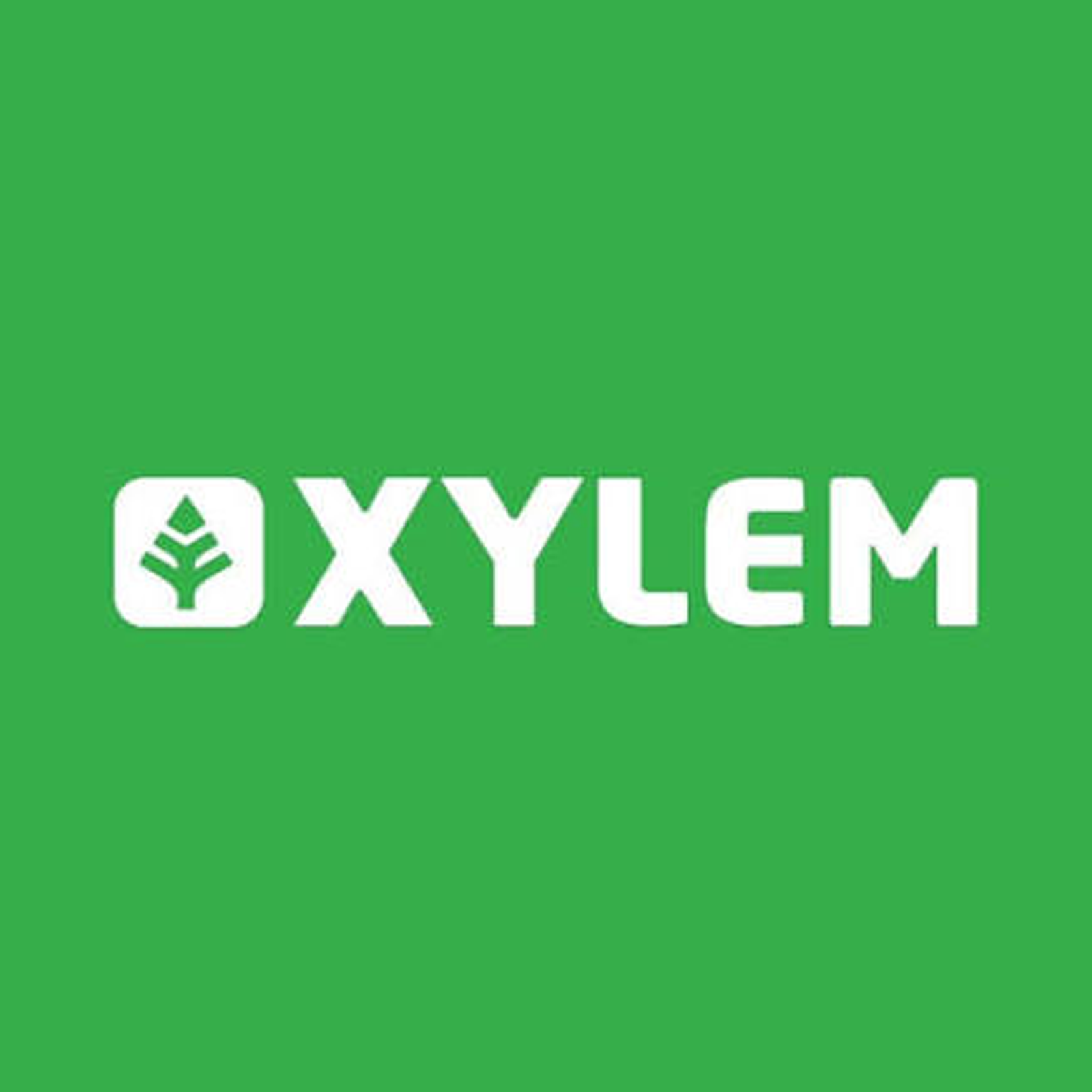 xylem